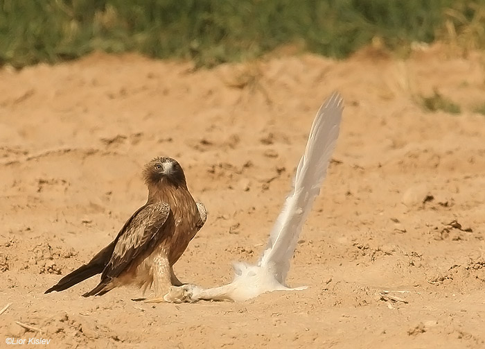   Booted Eagle Hieraaetus pennatus                                , ,  2009.: 